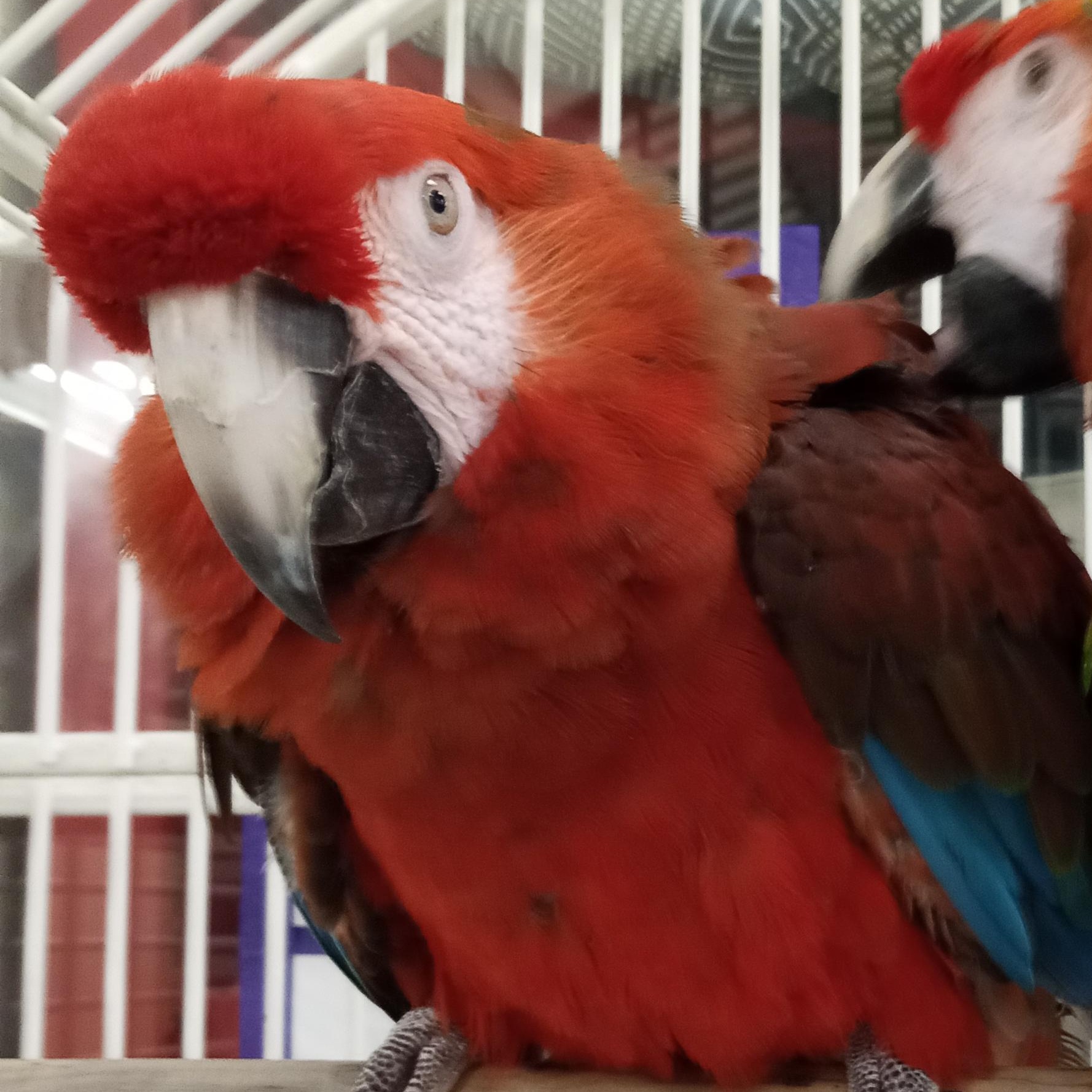 Jayjay, a Adoptable Macaw in Modesto, CA image 1/3