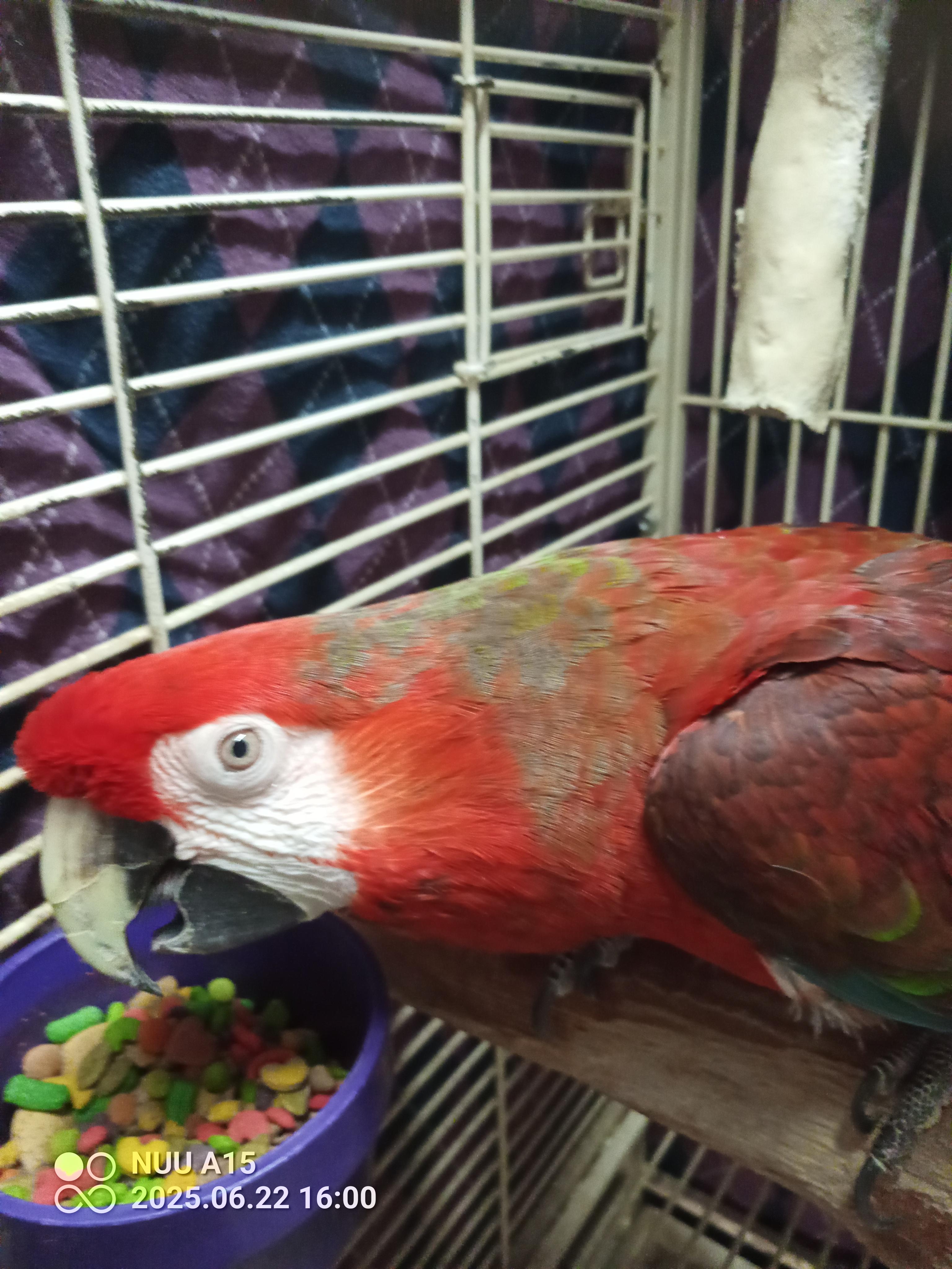 Jayjay, a Adoptable Macaw in Modesto, CA image 2/3