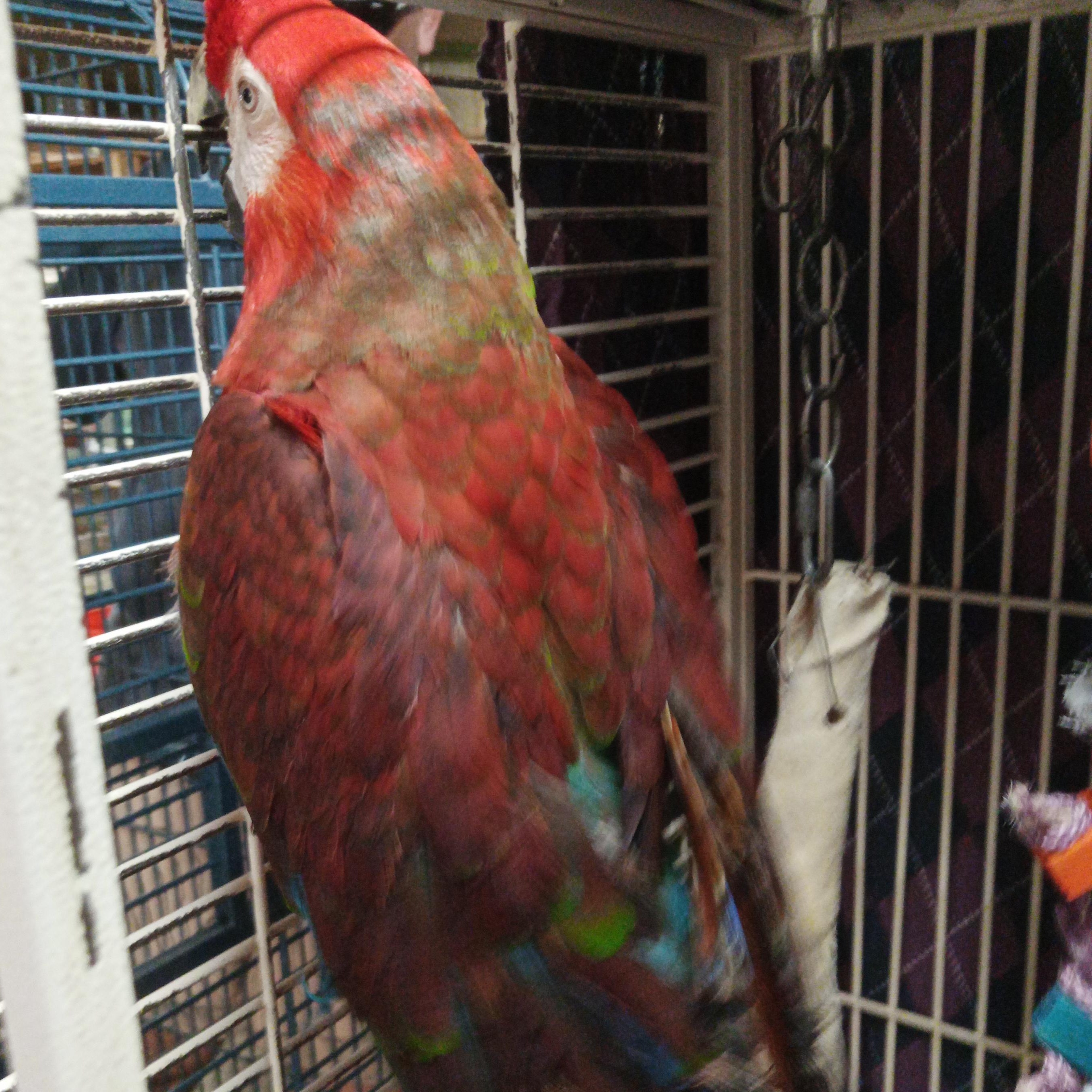 Jayjay, a Adoptable Macaw in Modesto, CA image 3/3