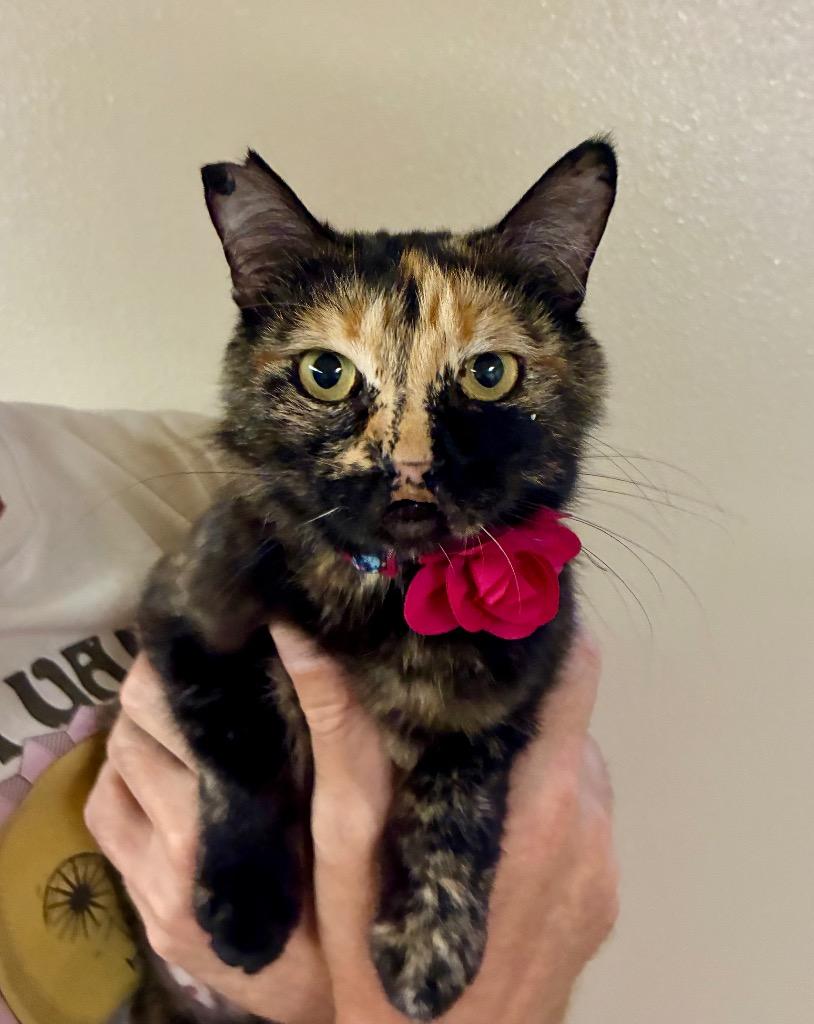 Enlarge Neoma, a Adoptable mixed breed in Fort Lupton, CO image 1/4