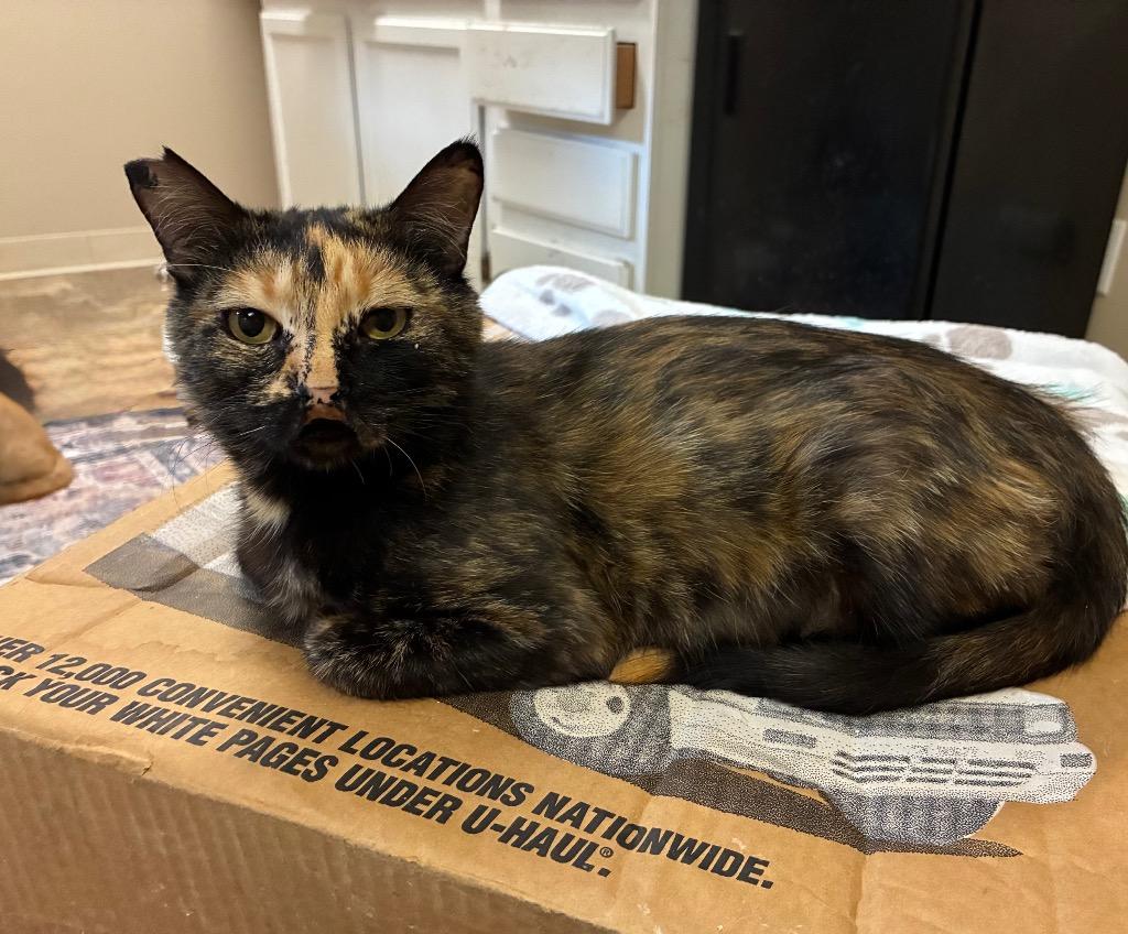 Enlarge Neoma, a Adoptable mixed breed in Fort Lupton, CO image 2/4