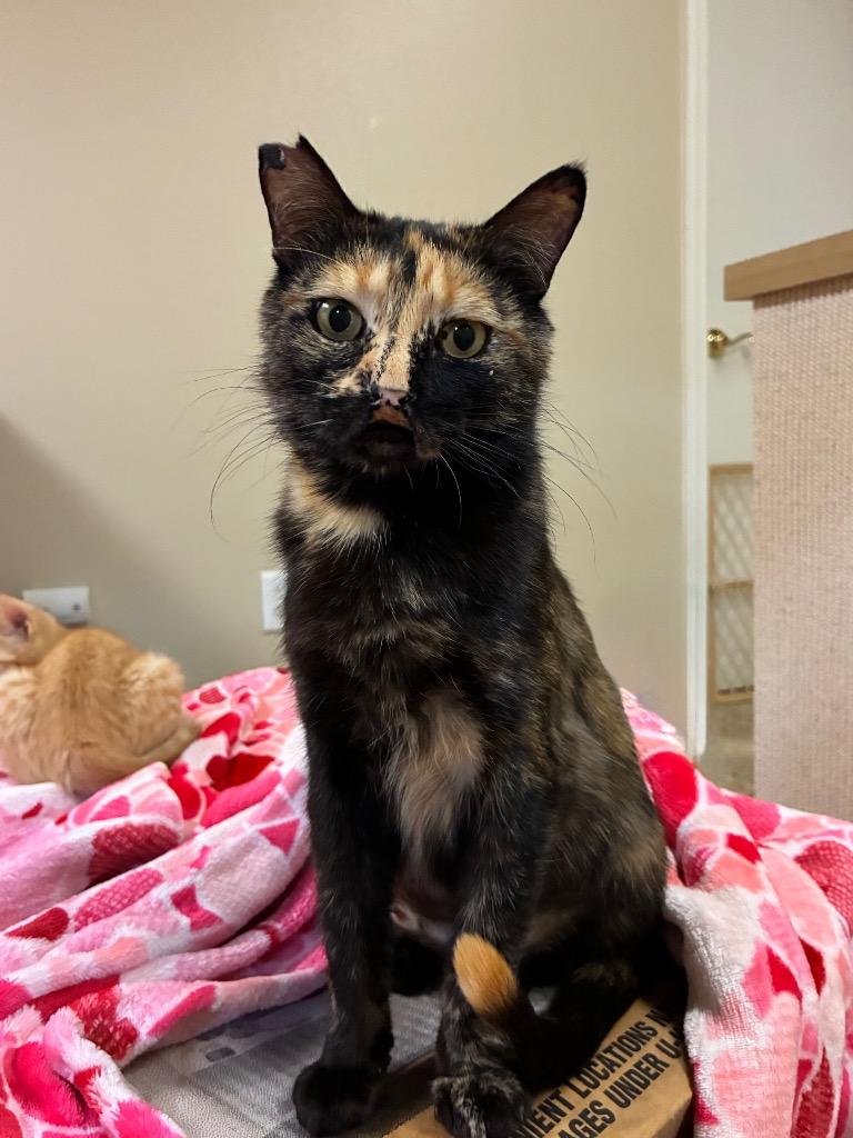 Enlarge Neoma, a Adoptable mixed breed in Fort Lupton, CO image 3/4