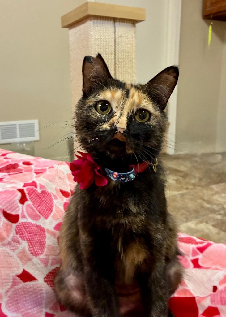 Enlarge Neoma, a Adoptable mixed breed in Fort Lupton, CO image 4/4