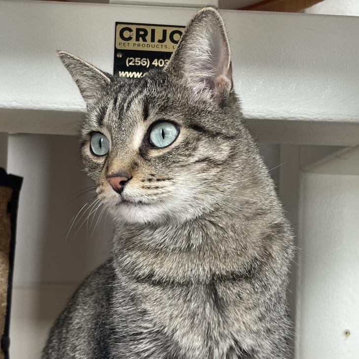 Enlarge SZA, a Adoptable Domestic Short Hair in Chicago, IL image 1/1