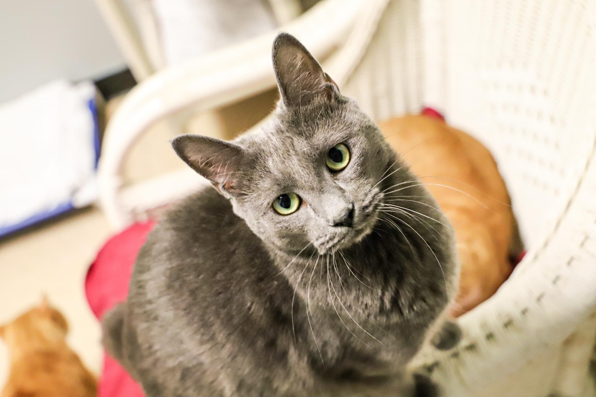 Nugget, Adult Male unknown