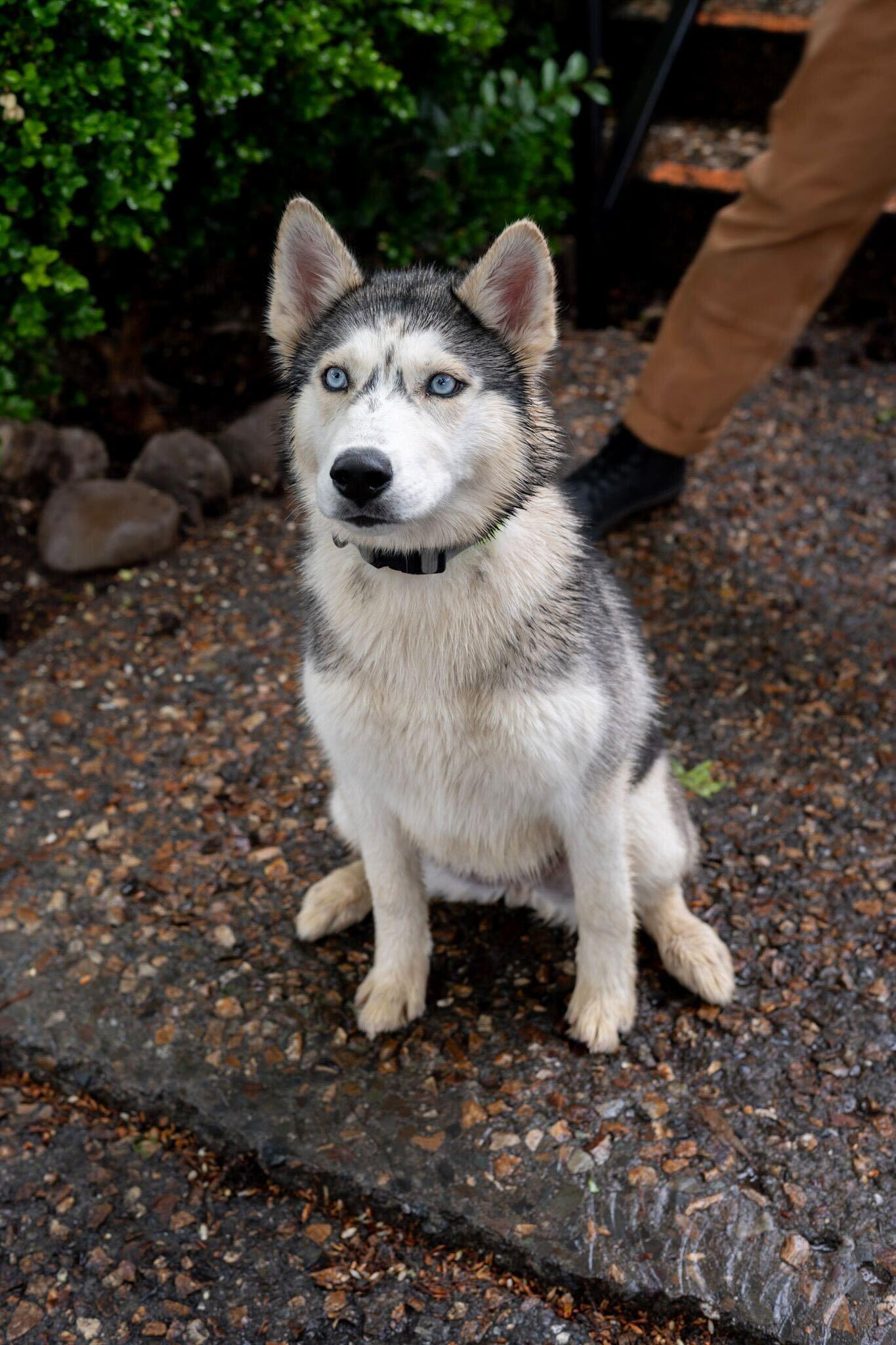 Enlarge Speckles, an adoptable Siberian Husky in Rohnert Park, CA image 6/6