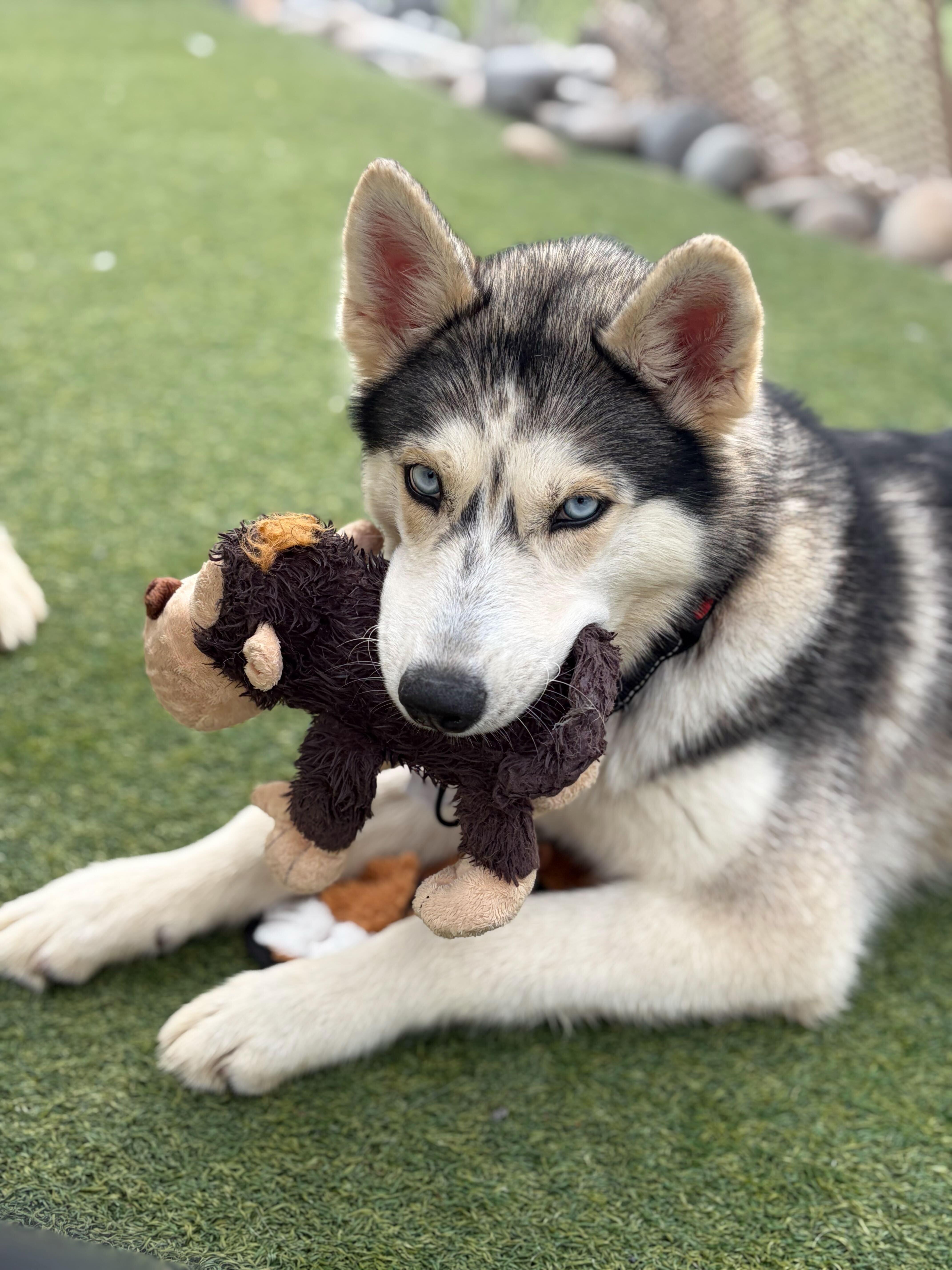 Enlarge Speckles, an adoptable Siberian Husky in Rohnert Park, CA image 3/6