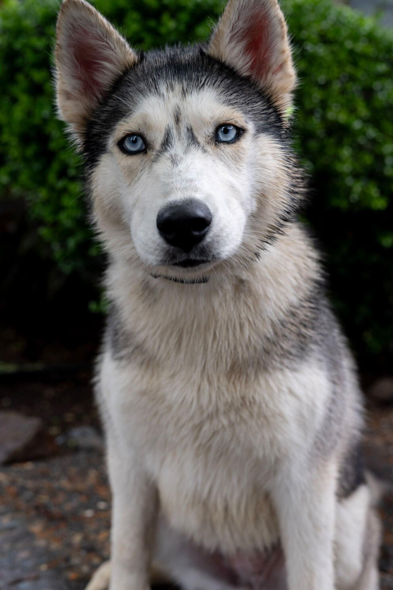 Speckles, adoptable, Puppy Female Siberian Husky.