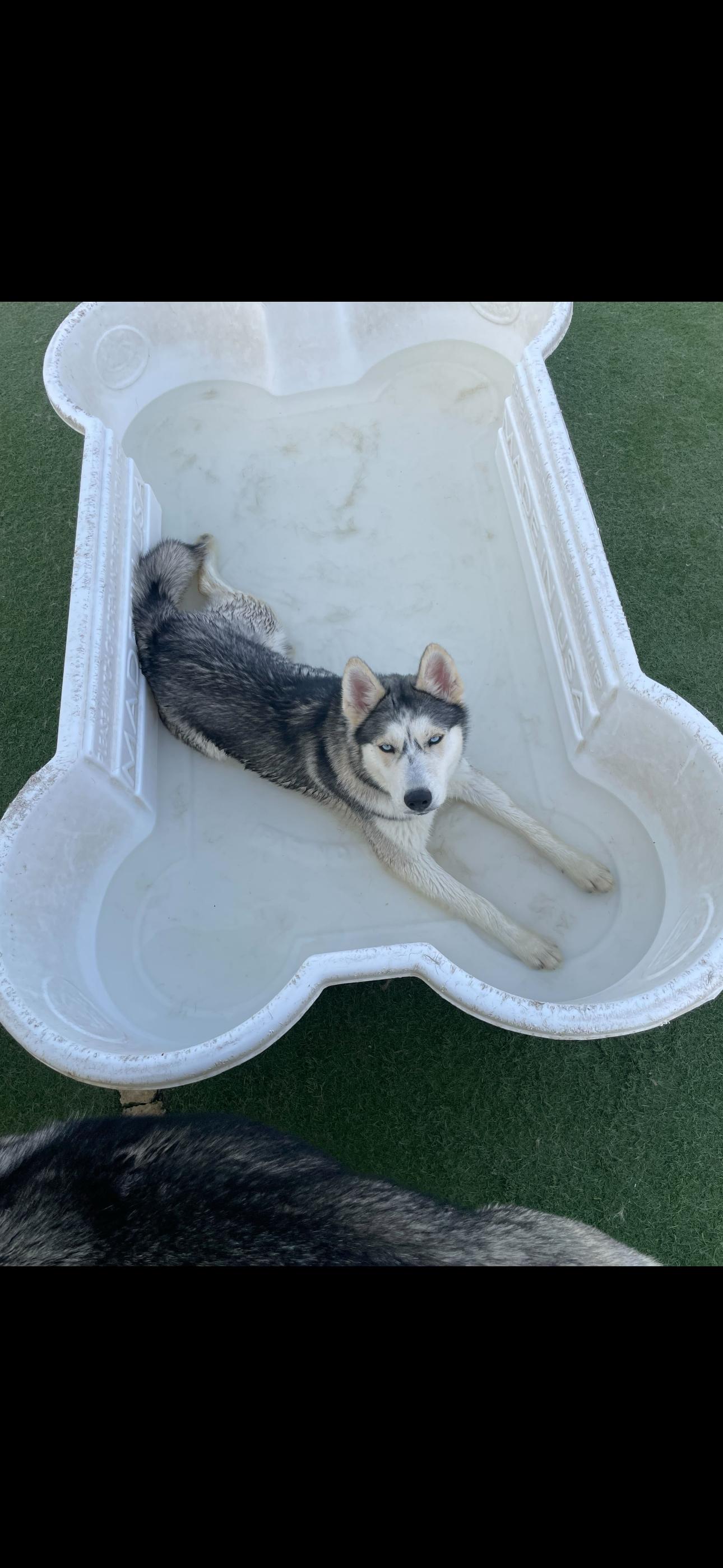 Enlarge Speckles, an adoptable Siberian Husky in Rohnert Park, CA image 5/6