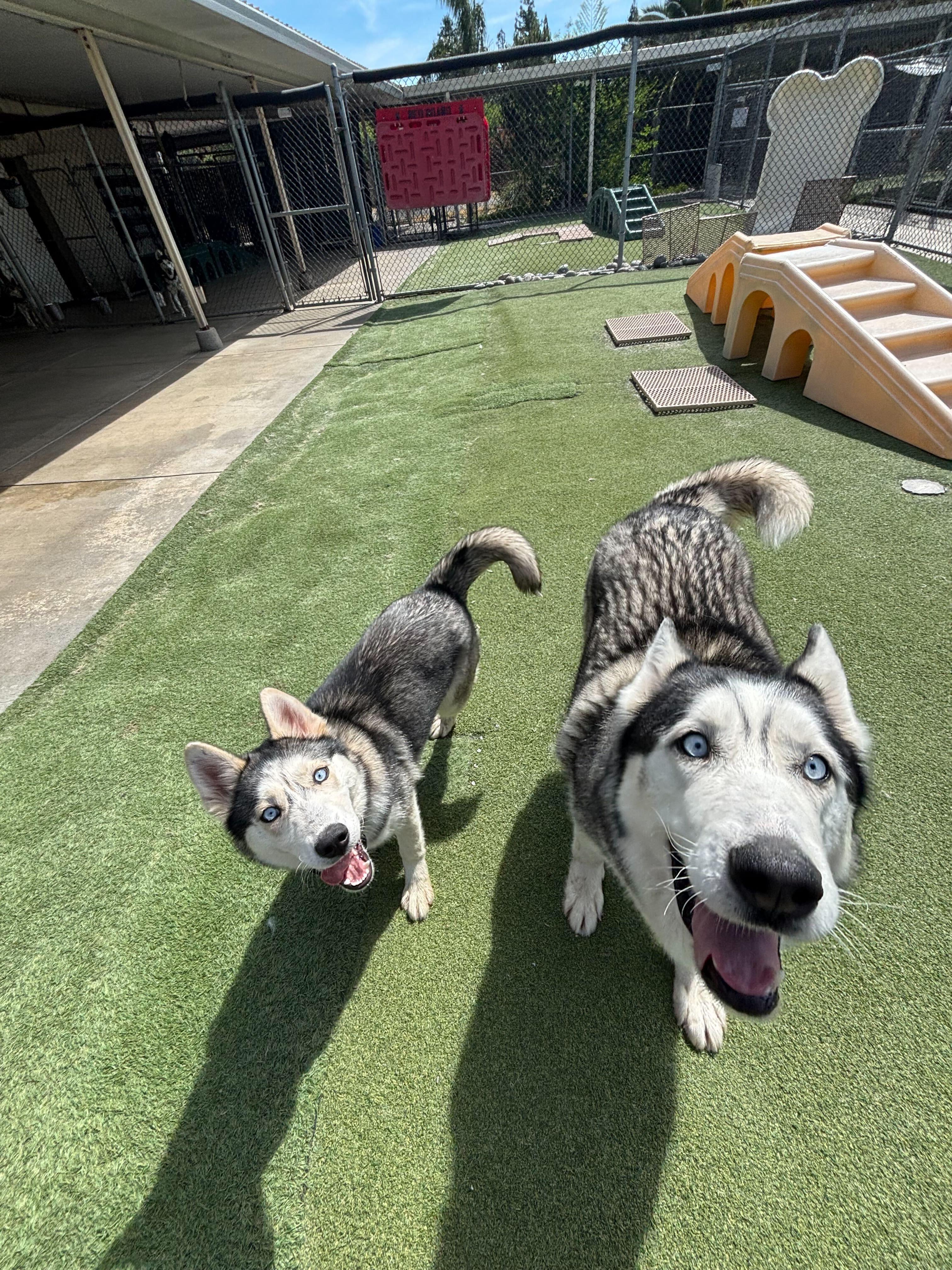 Enlarge Speckles, an adoptable Siberian Husky in Rohnert Park, CA image 4/6