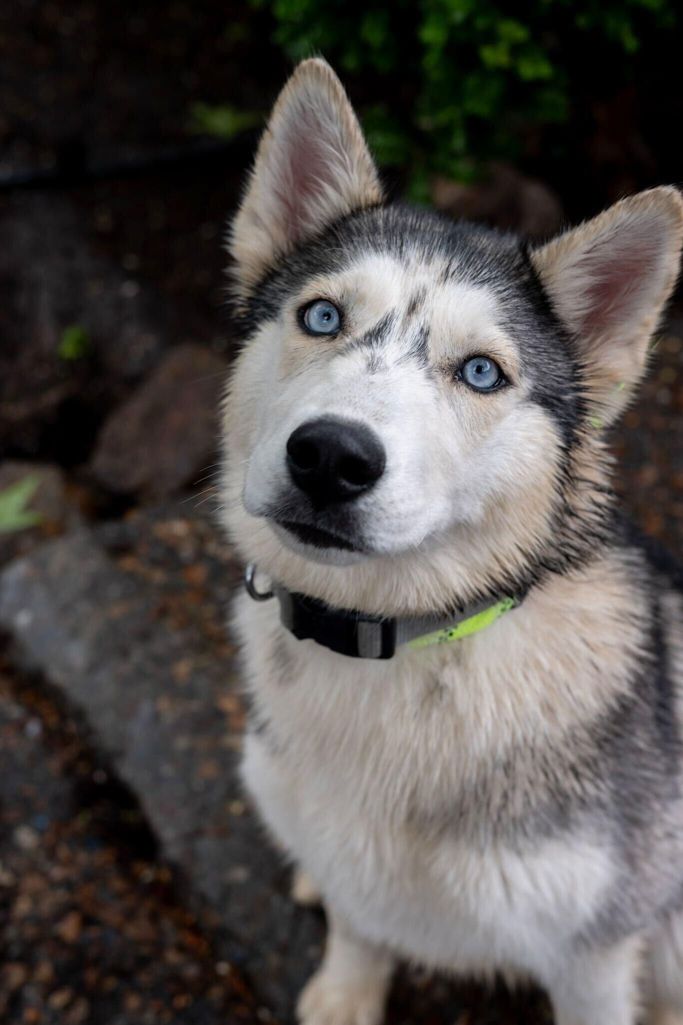 Enlarge Speckles, an adoptable Siberian Husky in Rohnert Park, CA image 2/6