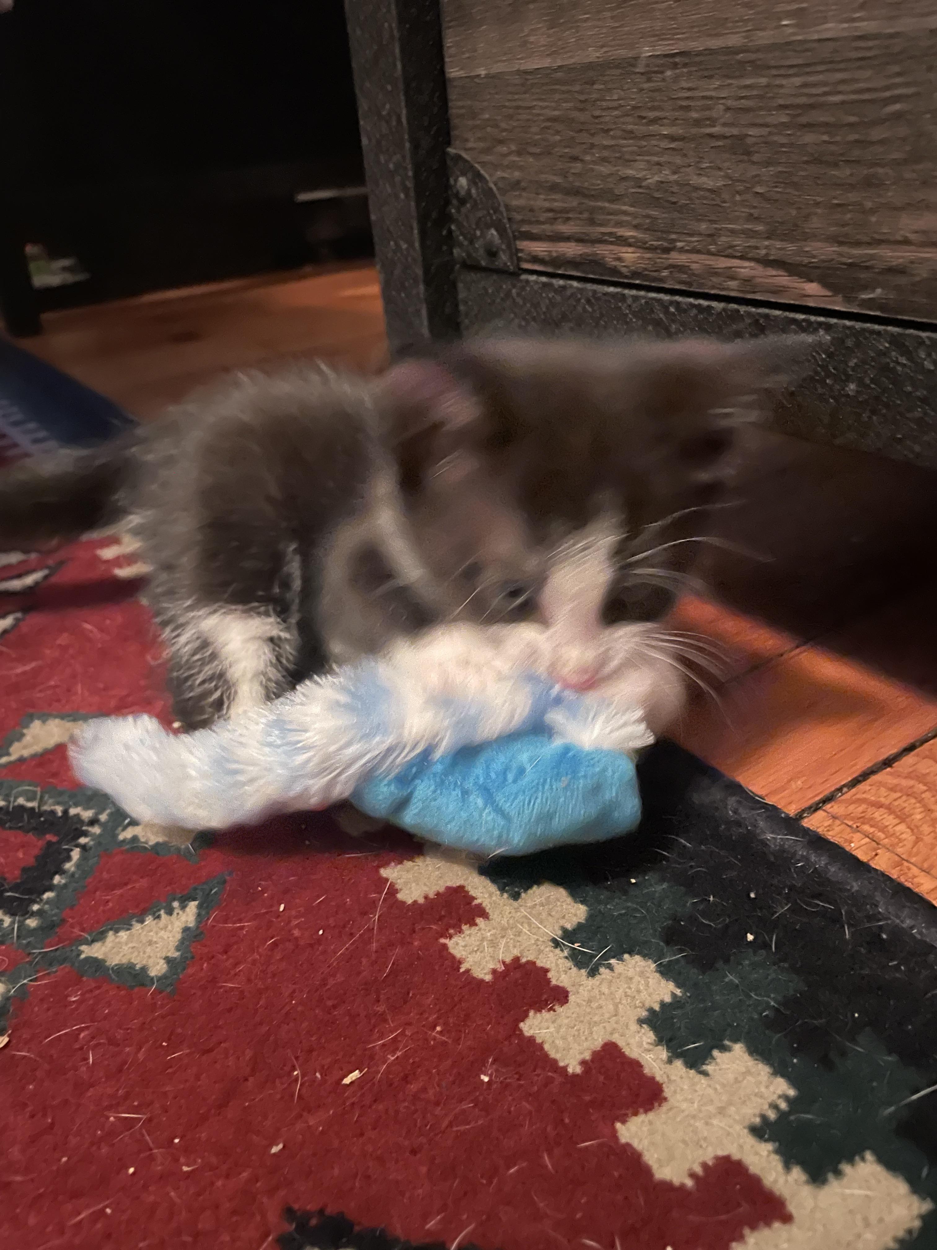 Enlarge Sillystring, a Adoptable mixed breed in Knoxville, TN image 1/3