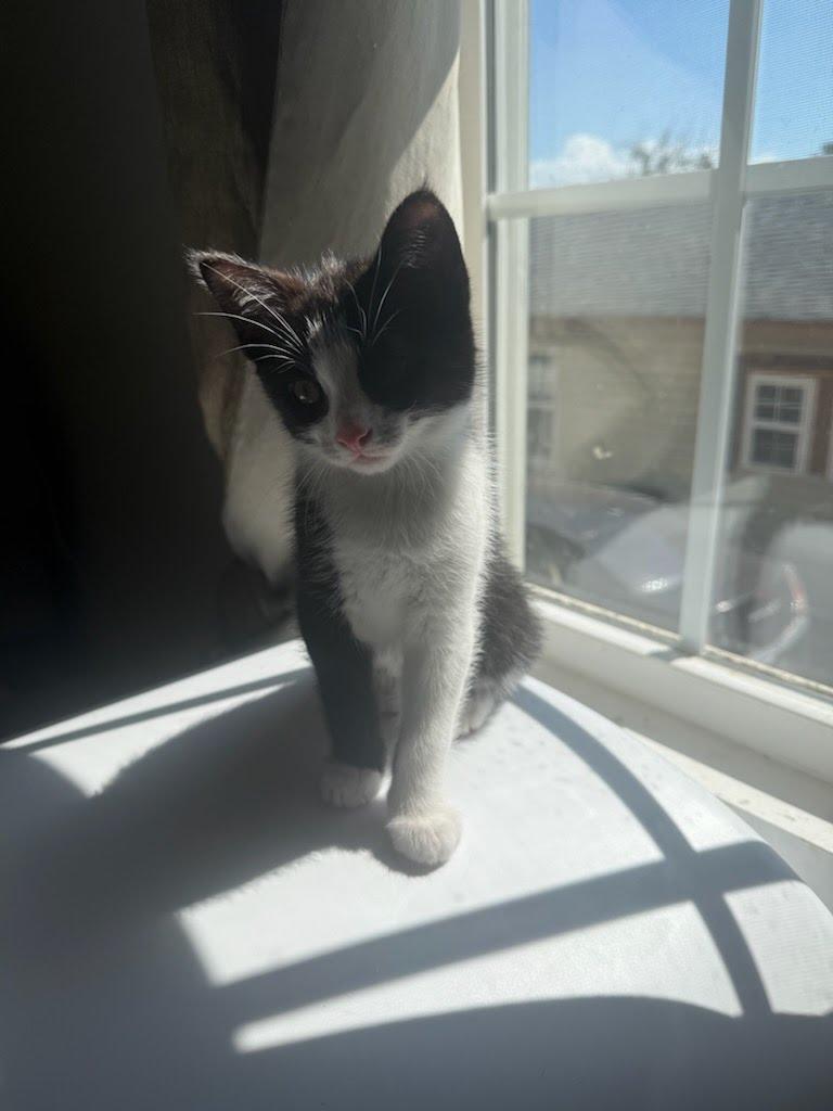 Enlarge Sillystring, a Adoptable mixed breed in Knoxville, TN image 5/6