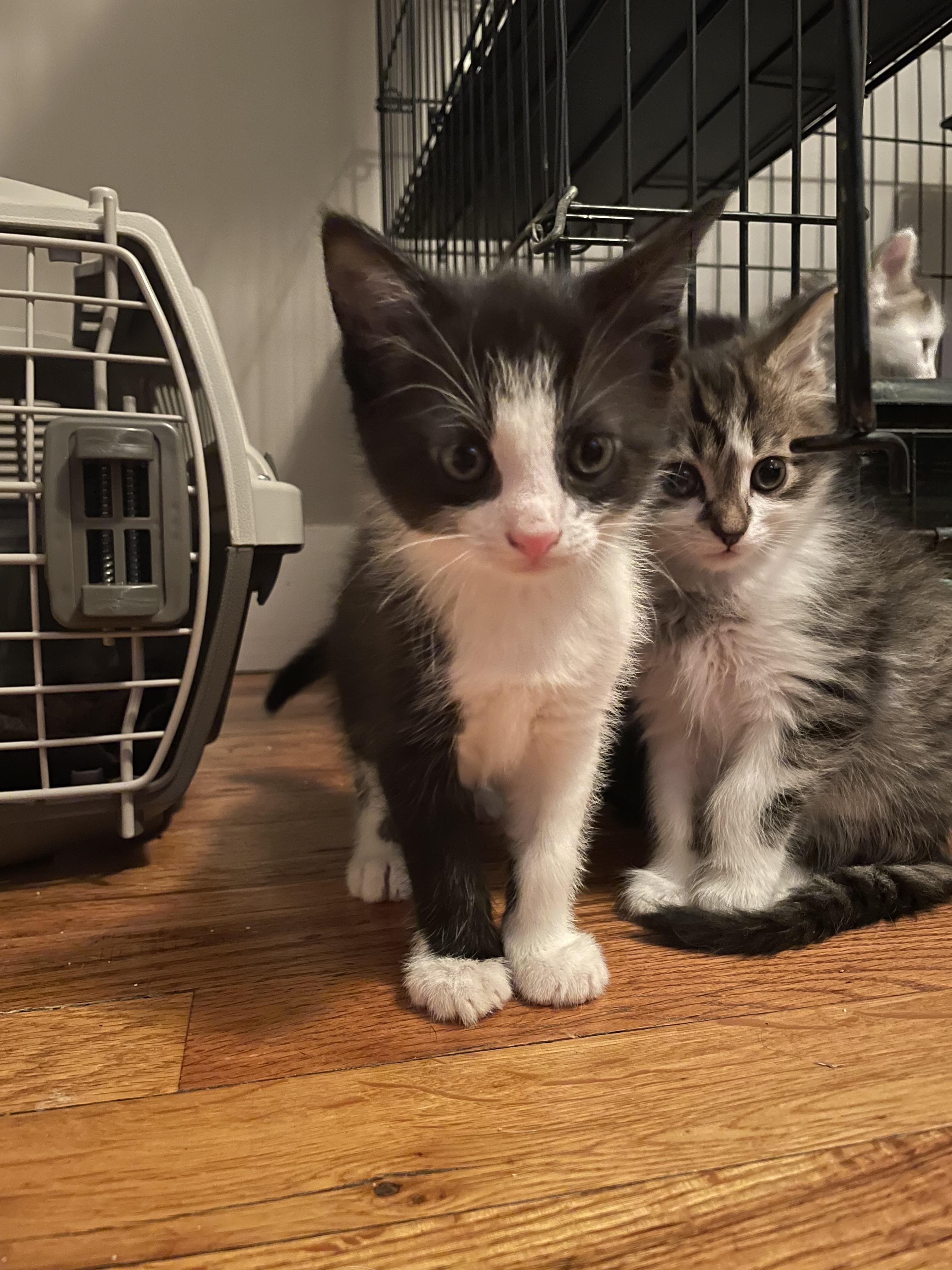 Enlarge Sillystring, a Adoptable mixed breed in Knoxville, TN image 2/3
