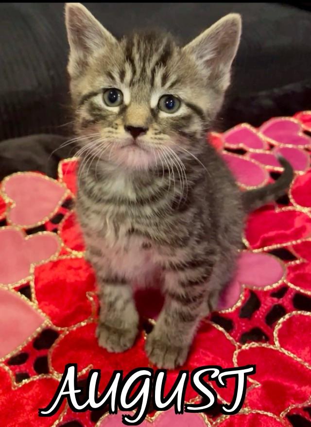 August, adopted, Kitten Male Tabby & American Shorthair.