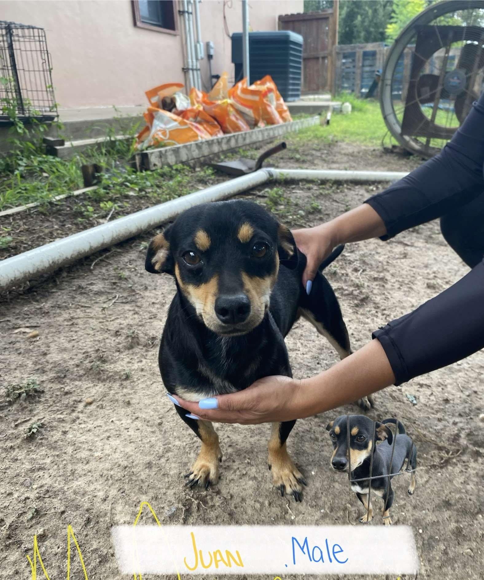 6 pack, Young Male Chiweenie