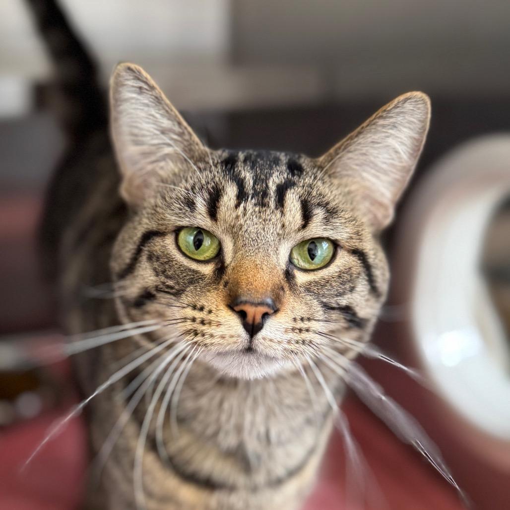 Fable (Holland Cat Cove), Adoptable, Adult Male Domestic Short Hair.
