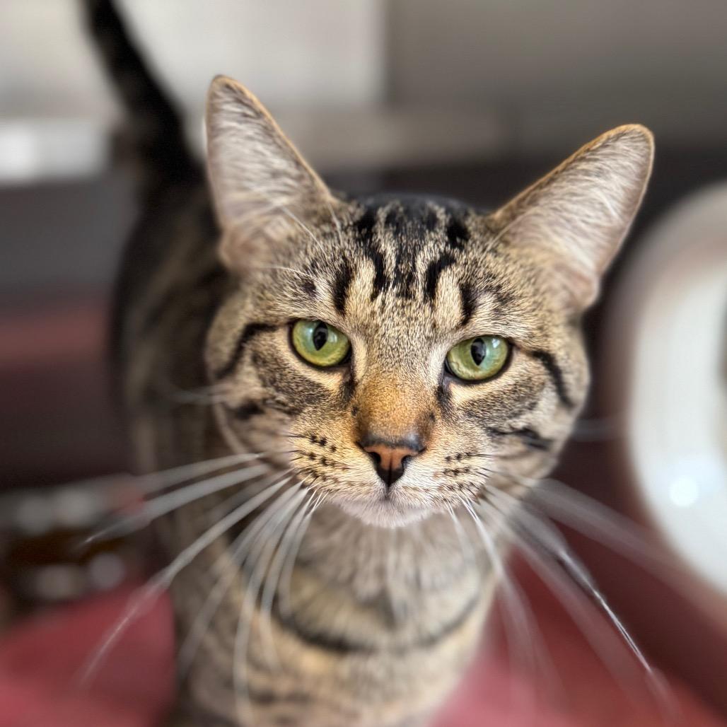 Enlarge Fable (Holland Cat Cove), a Adoptable Domestic Short Hair in West Olive, MI image 2/3