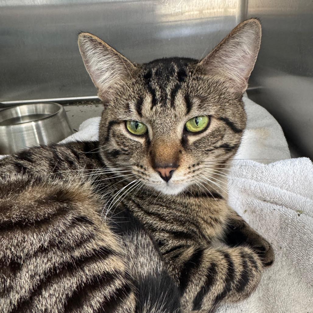 Enlarge Fable (Holland Cat Cove), a Adoptable Domestic Short Hair in West Olive, MI image 3/3