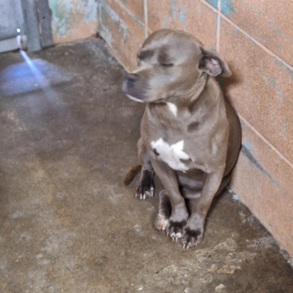 Greta, Adoptable, Young Female Pit Bull Terrier.