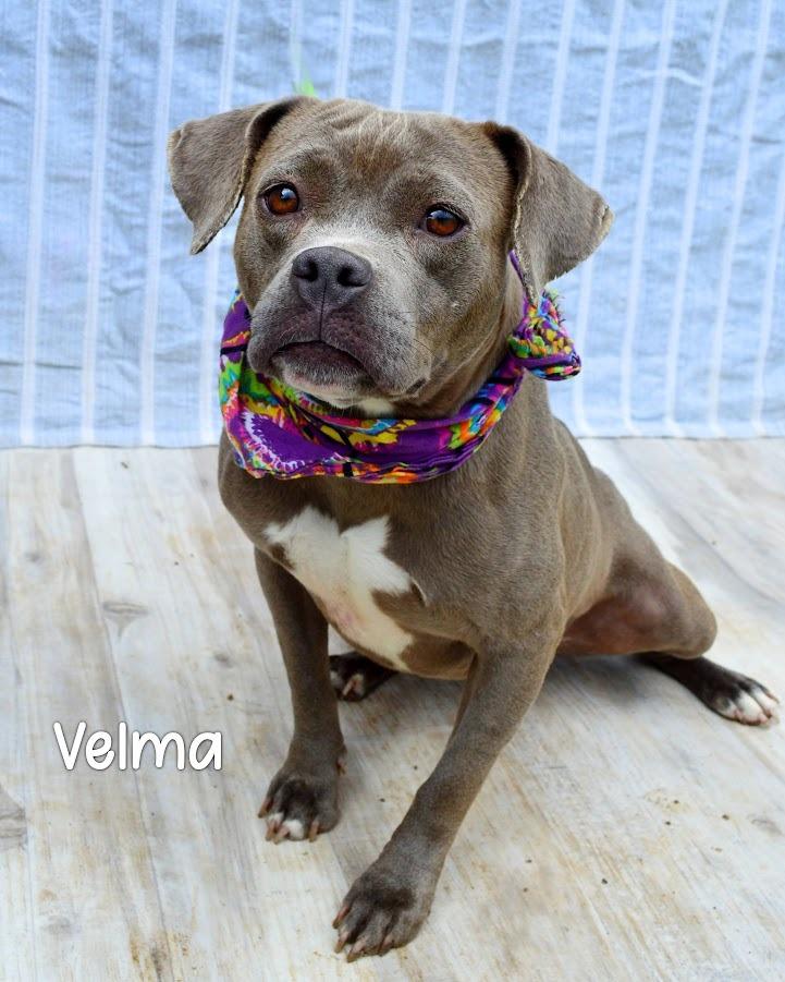 Enlarge Greta, a Adoptable Pit Bull Terrier in Gautier, MS image 2/2