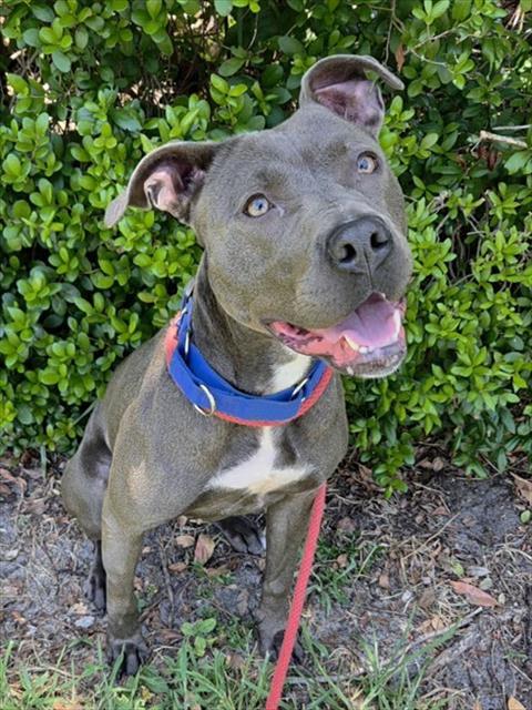 SILVER, Adoptable, Adult Female American Staffordshire Terrier.