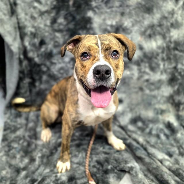 Enlarge BUTTONS, a Adoptable Pit Bull Terrier in Long Beach, CA image 1/1