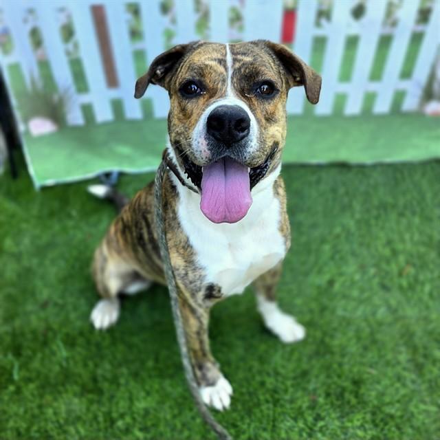 Enlarge BUTTONS, a Adoptable Pit Bull Terrier in Long Beach, CA image 1/1