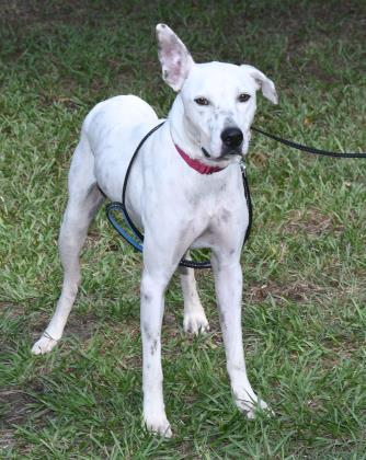 Enlarge SCOUT, a ADOPTABLE Mixed Breed in Fernandina Beach, FL image 3/3