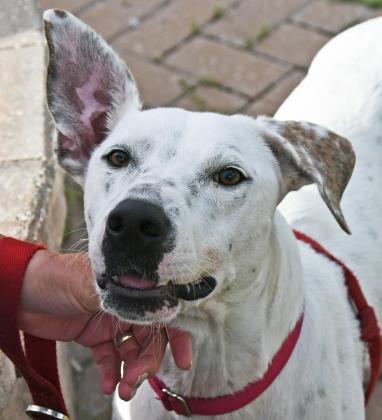 Enlarge SCOUT, a ADOPTABLE Mixed Breed in Fernandina Beach, FL image 2/3