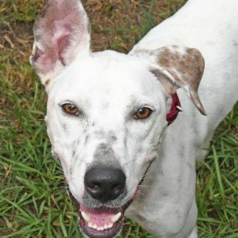 SCOUT, ADOPTABLE, Adult Male Mixed Breed.