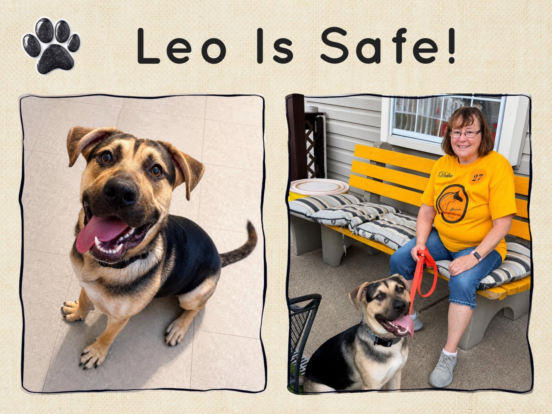 Leo, a ADOPTABLE mixed breed in Amelia, OH image 2/3