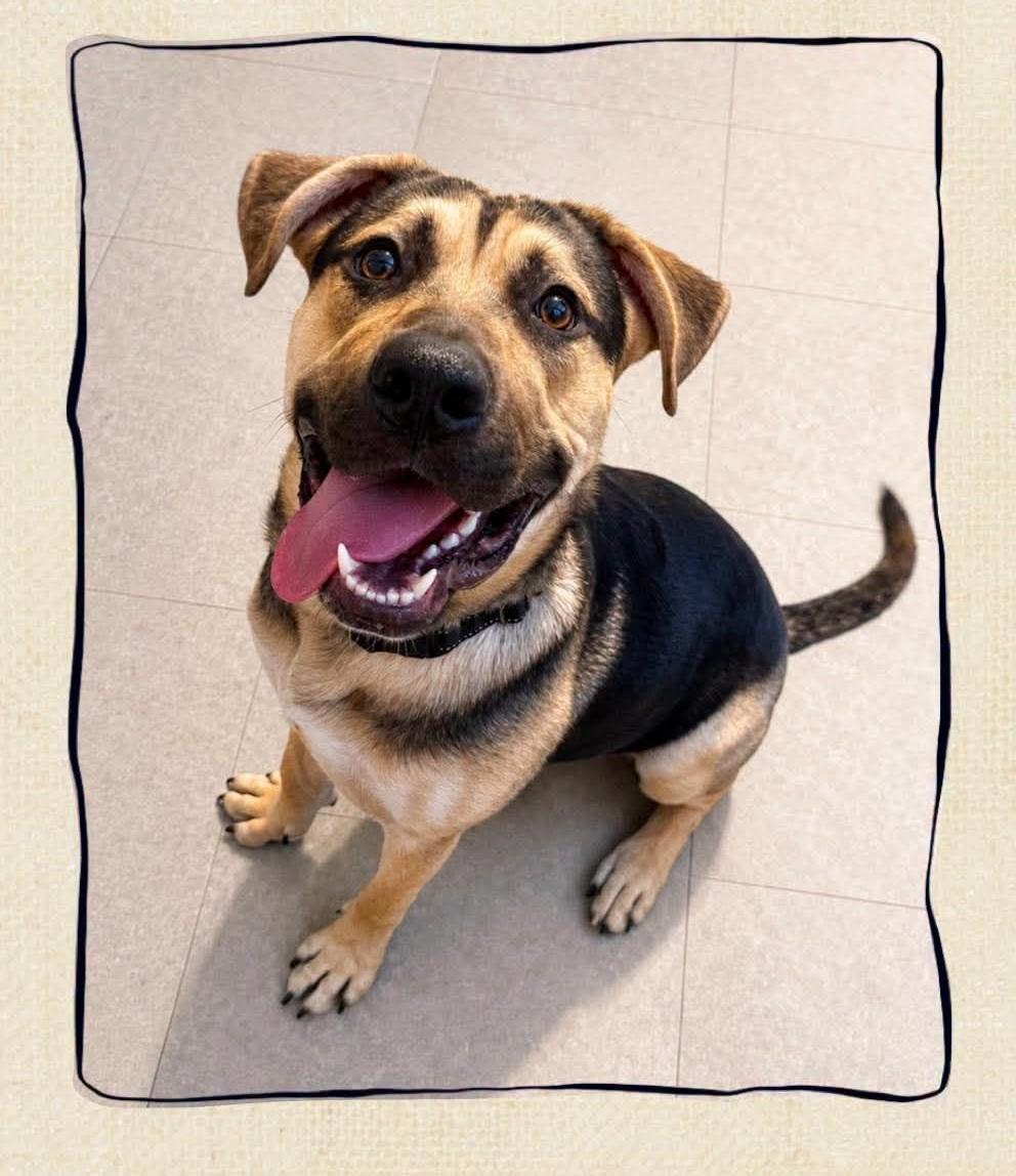 Leo, ADOPTABLE, Puppy Male German Shepherd Dog.