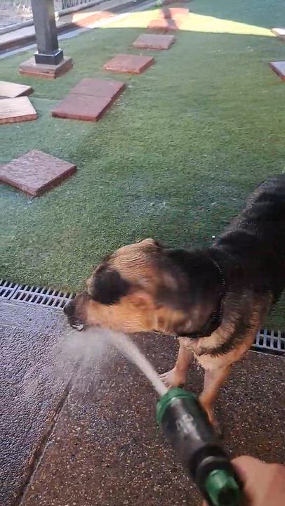Enlarge Leo, a ADOPTABLE mixed breed in Amelia, OH video 3/3