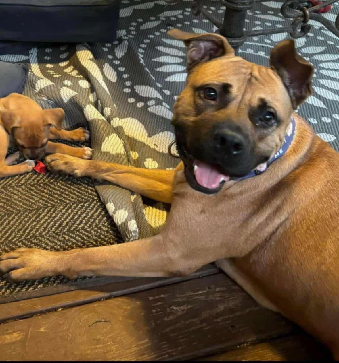 Begonia, Adopted, Adult Female American Bulldog & Pit Bull Terrier.