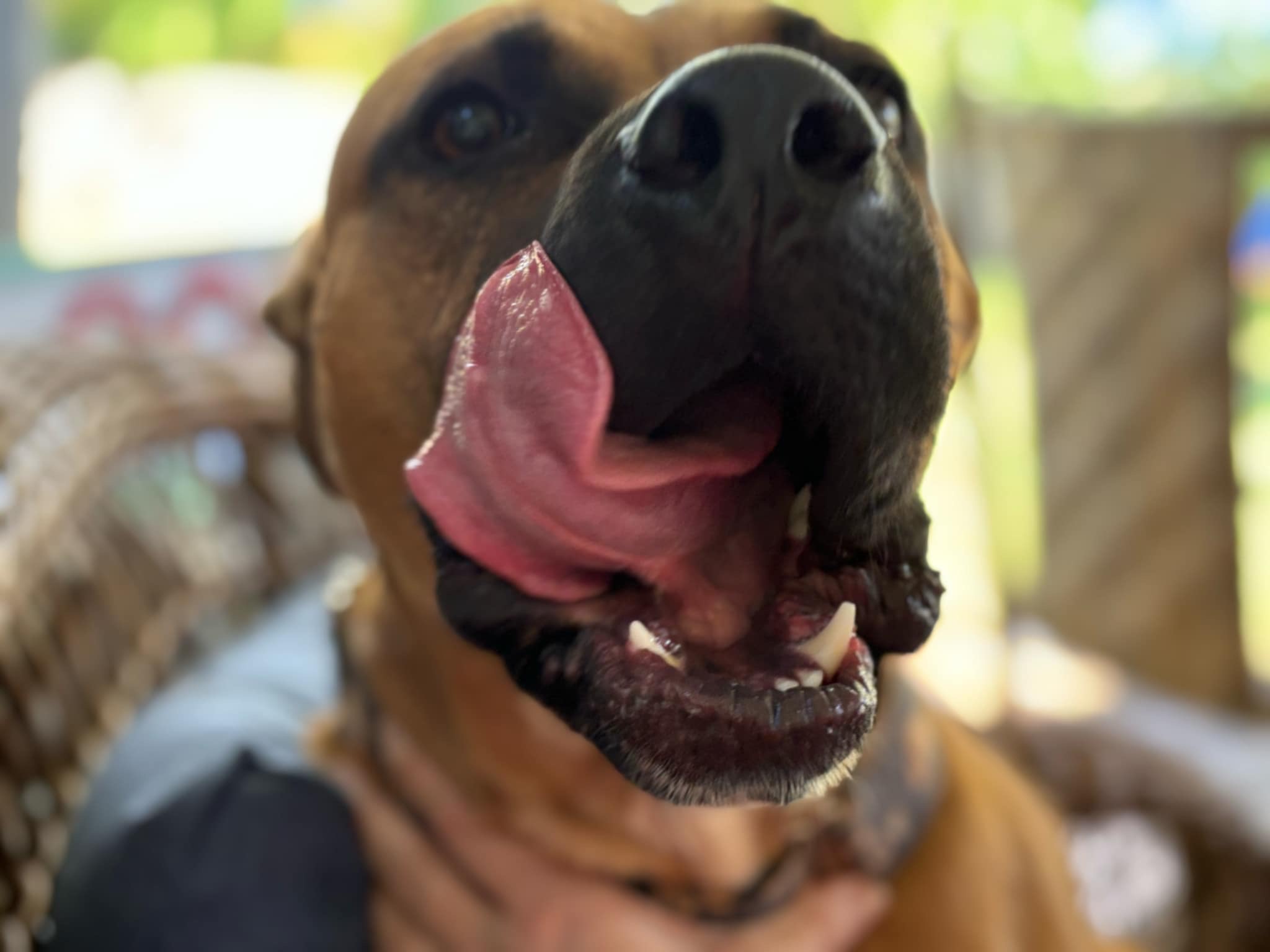 Enlarge Begonia, a Adopted mixed breed in Powell, TN image 2/5