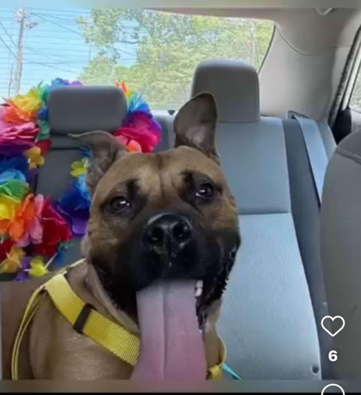 Enlarge Begonia, a Adopted mixed breed in Powell, TN image 4/5