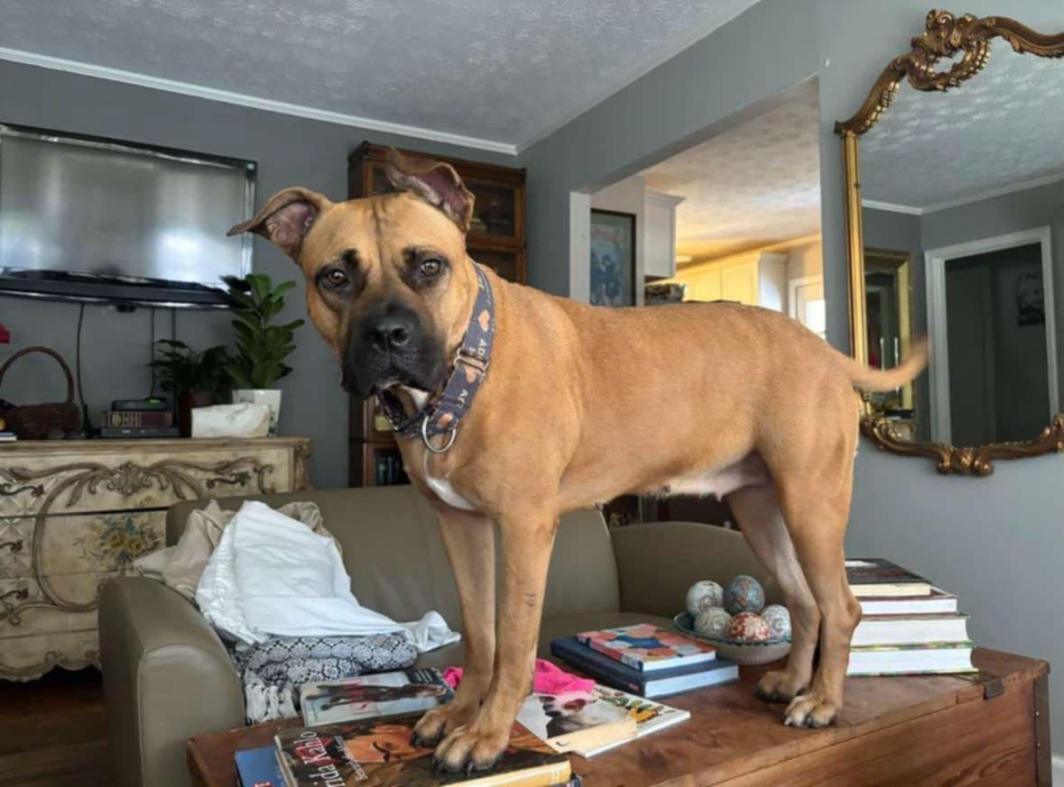 Enlarge Begonia, a Adopted mixed breed in Powell, TN image 5/5