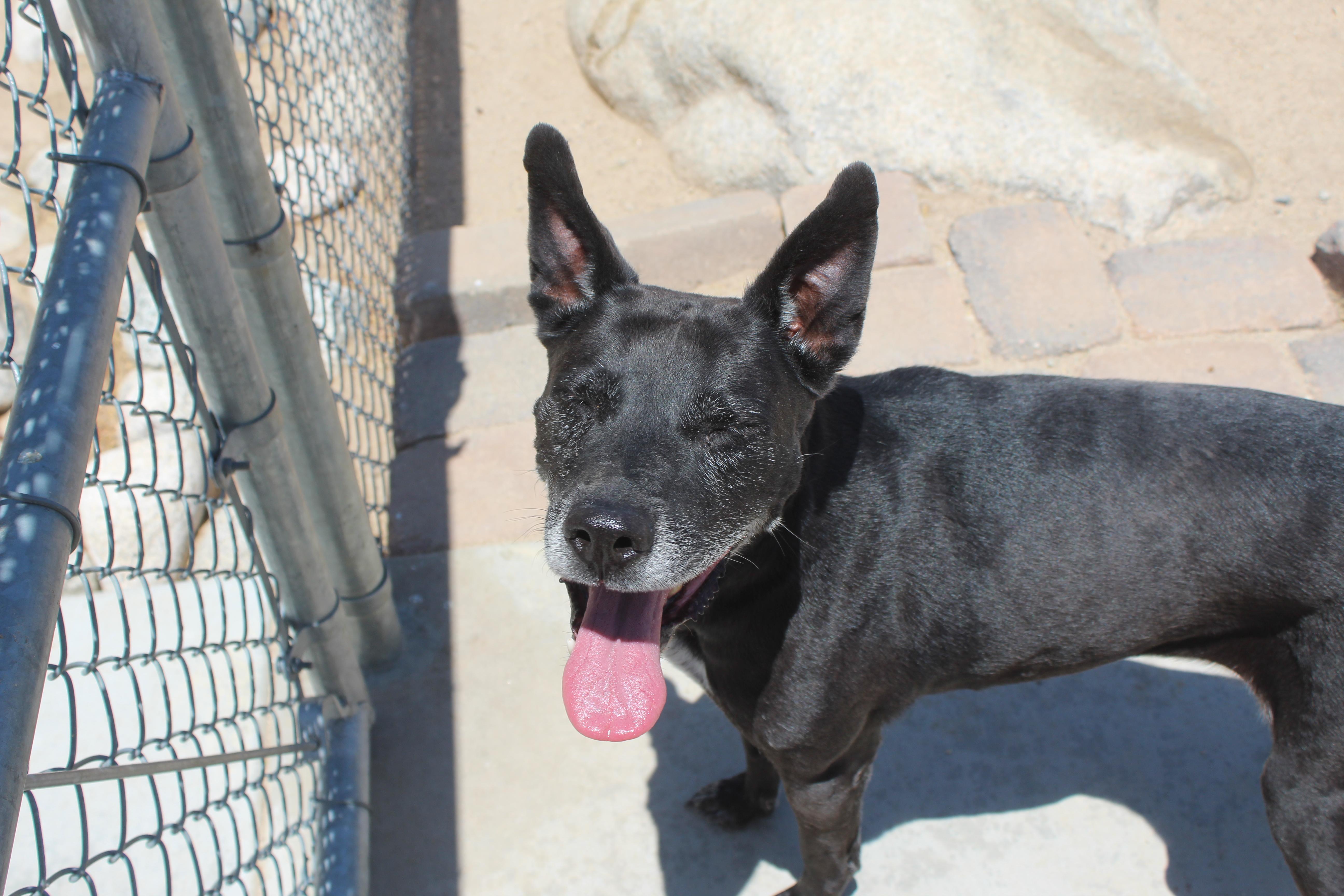 Enlarge Kitiara, a Adoptable mixed breed in Yucca Valley, CA image 6/6