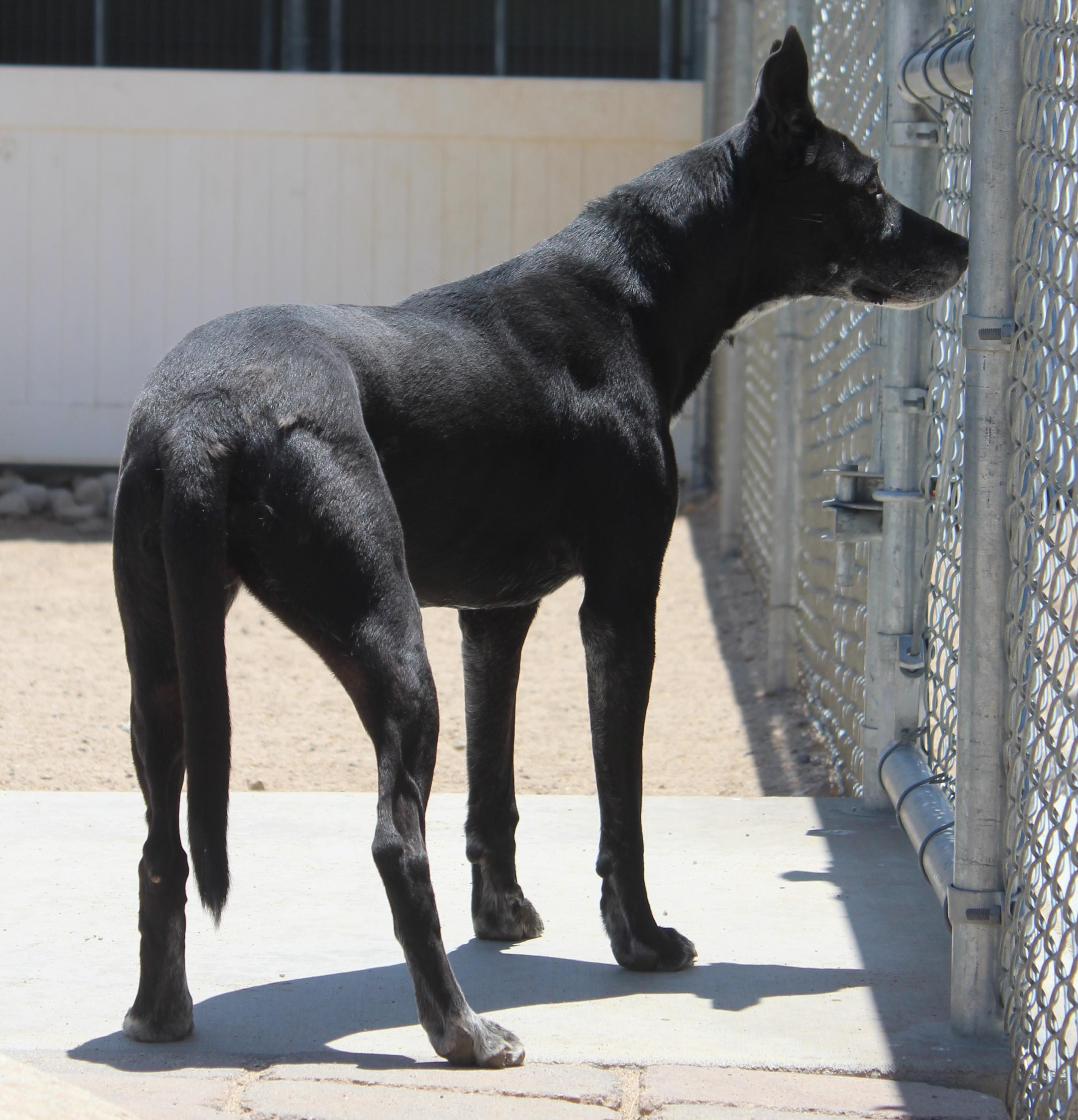 Enlarge Kitiara, a Adoptable mixed breed in Yucca Valley, CA image 5/6