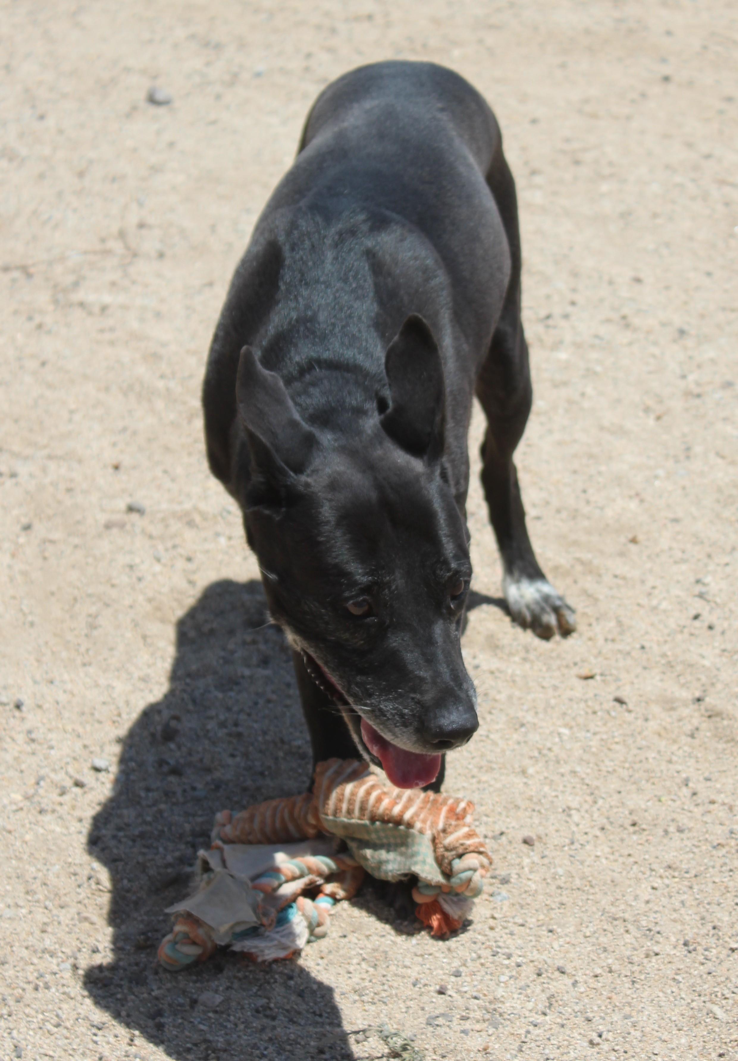 Enlarge Kitiara, a Adoptable mixed breed in Yucca Valley, CA image 4/6