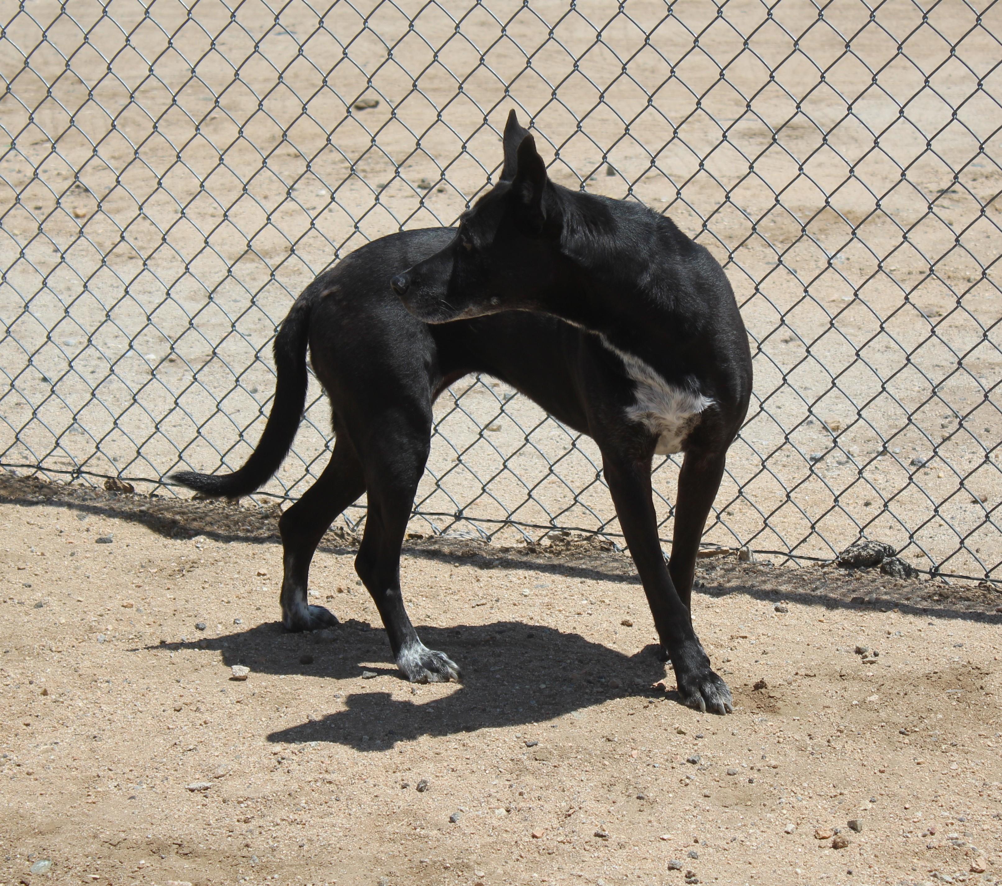 Enlarge Kitiara, a Adoptable mixed breed in Yucca Valley, CA image 2/6
