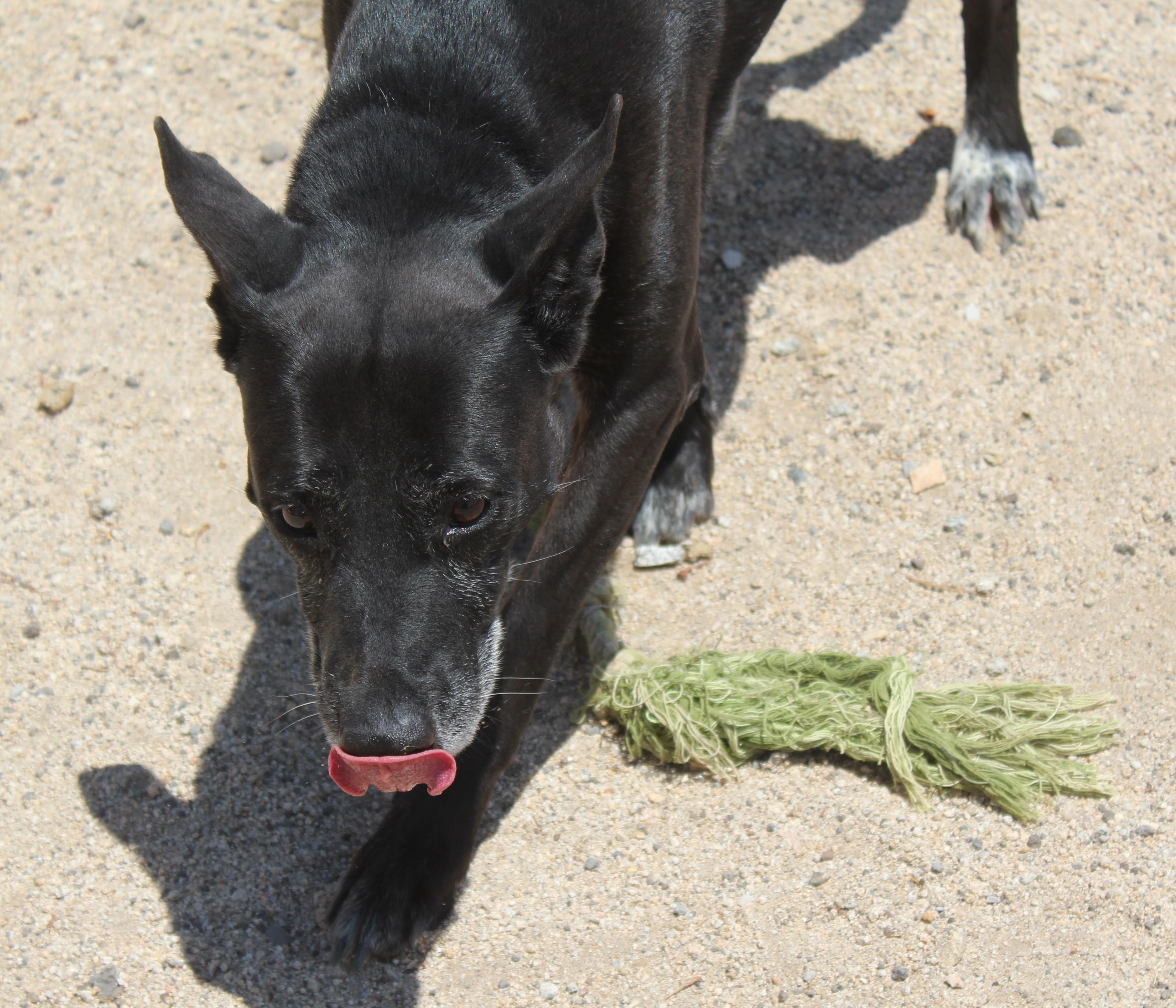 Enlarge Kitiara, a Adoptable mixed breed in Yucca Valley, CA image 3/6