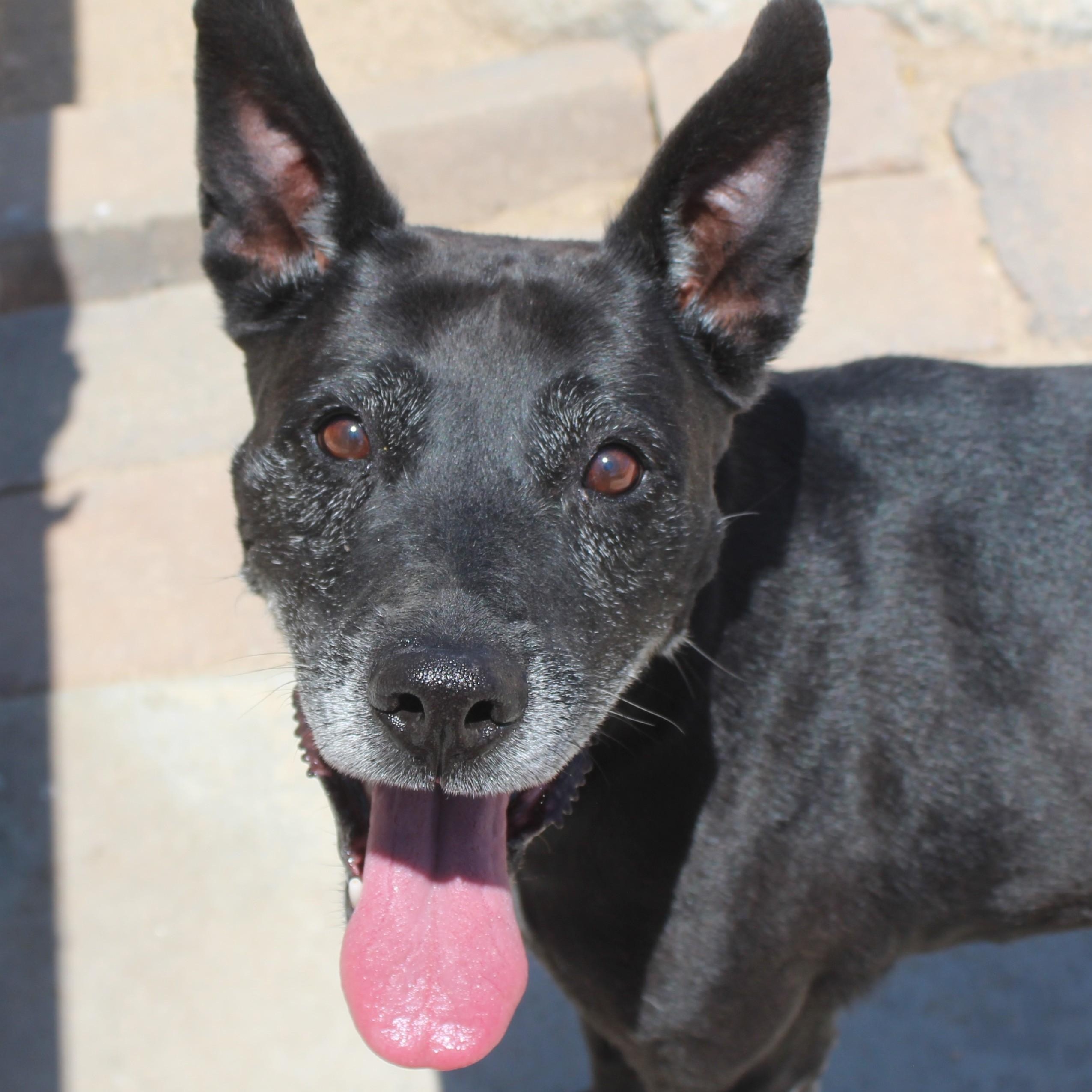 Kitiara, Adoptable, Senior Female Hound & Shepherd.