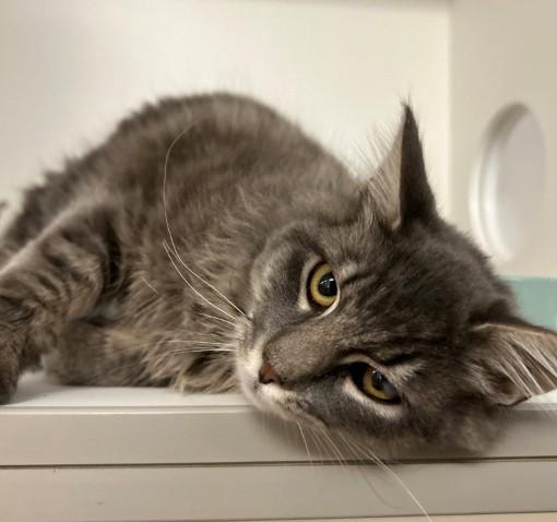 AZUL, Adoptable, Young Male Domestic Long Hair.