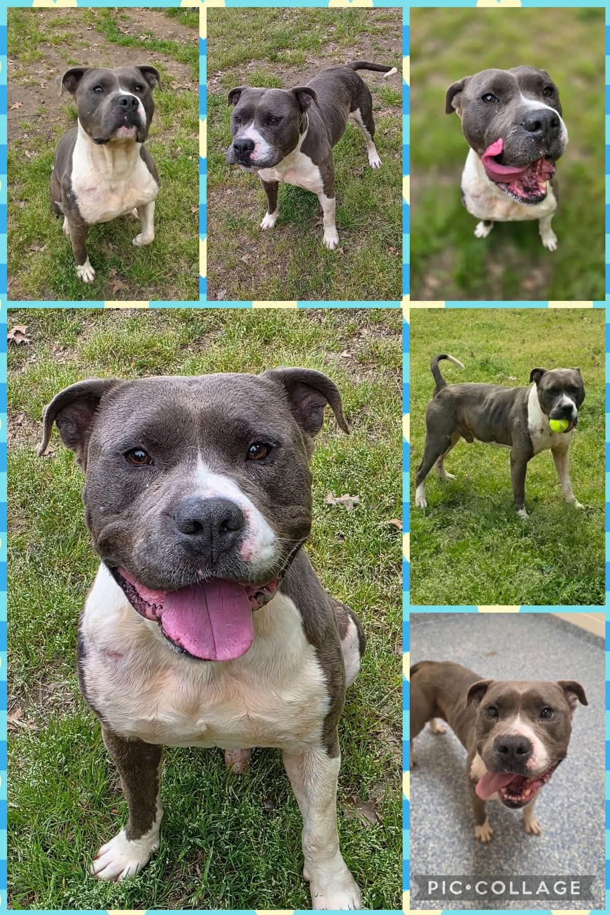 Rex, a ADOPTABLE Pit Bull Terrier in Ossining, NY image 3/3