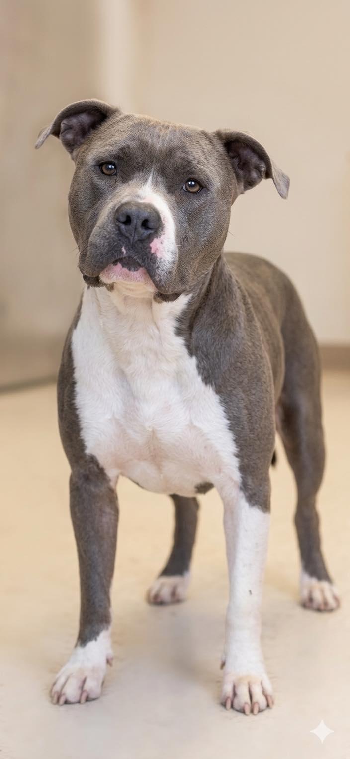 Rex, a ADOPTABLE Pit Bull Terrier in Ossining, NY image 2/3