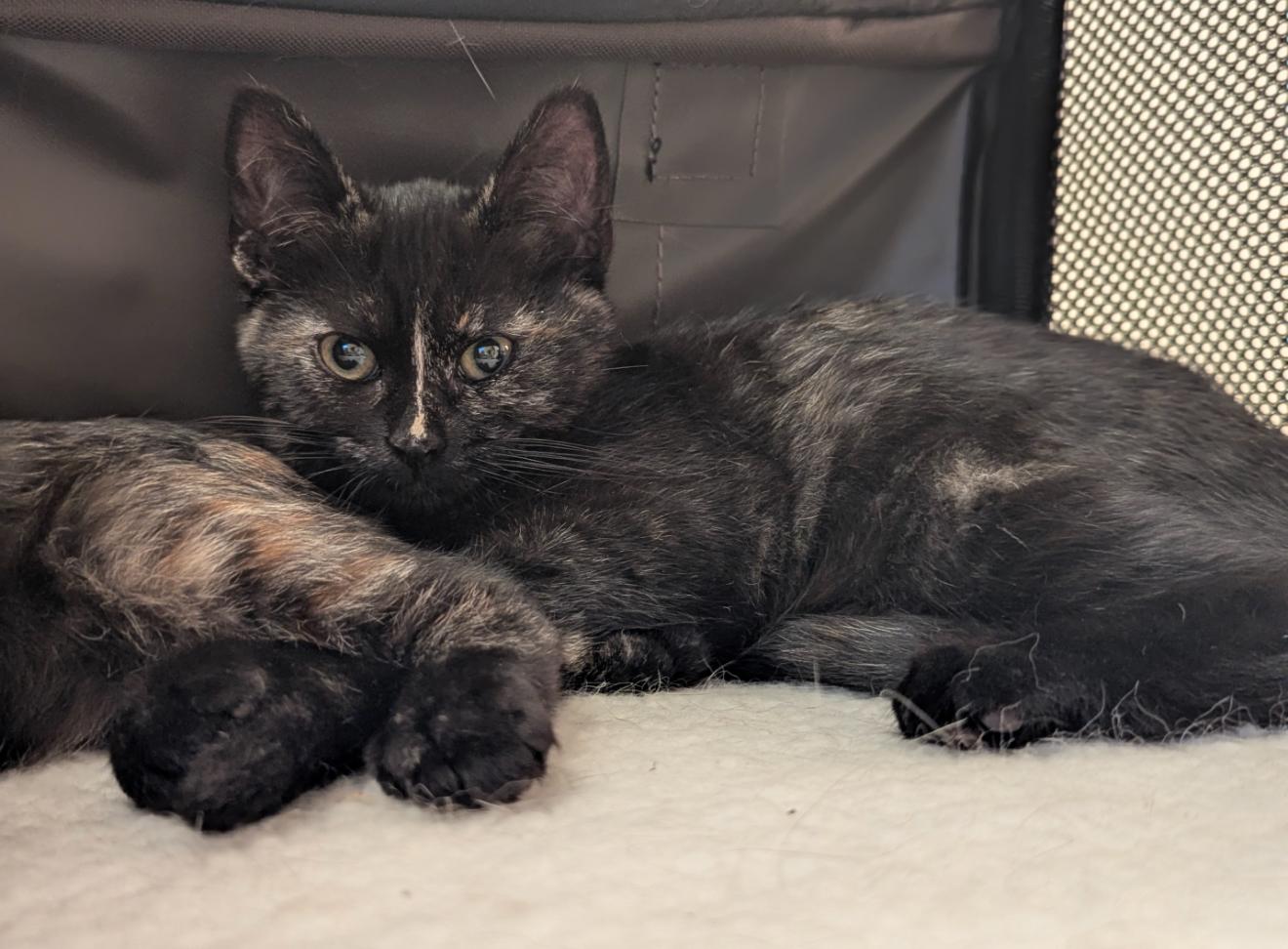 Stripe, adopted, Kitten Female Domestic Short Hair.