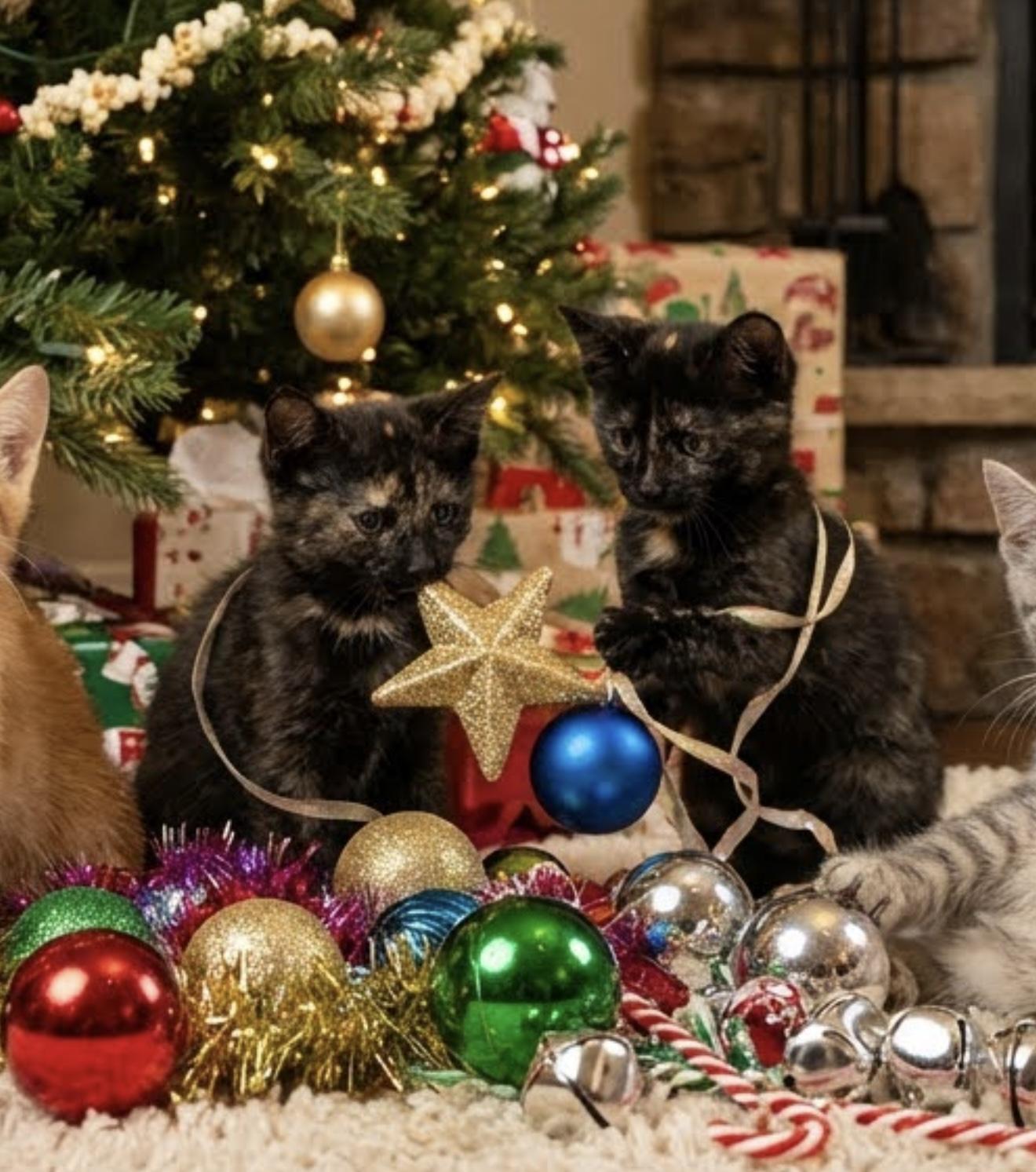 Enlarge Stripe, an adopted Domestic Short Hair in Vallejo, CA image 2/2