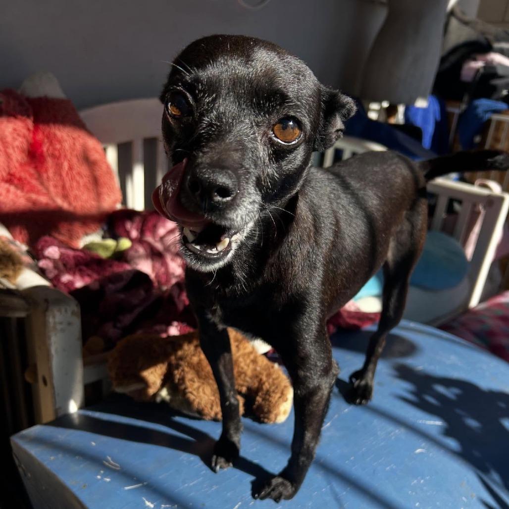 Ozzie Anna — thumbnail 2